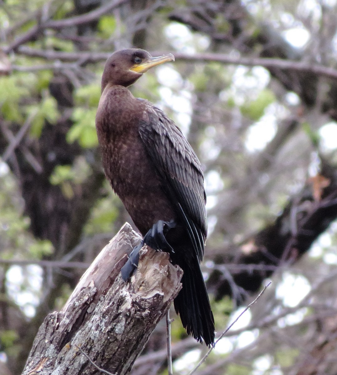 Neotropic Cormorant - ML616694530