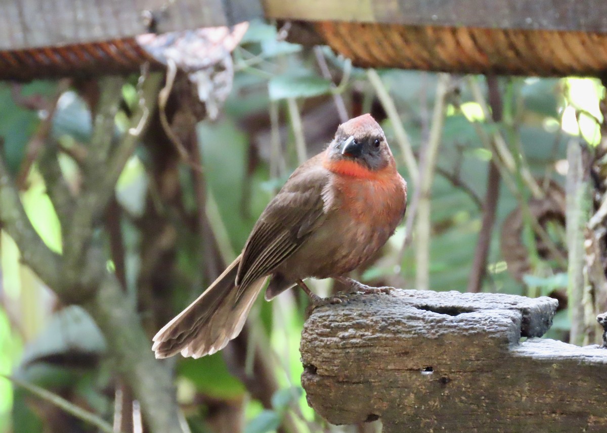 Red-throated Ant-Tanager - ML616694531