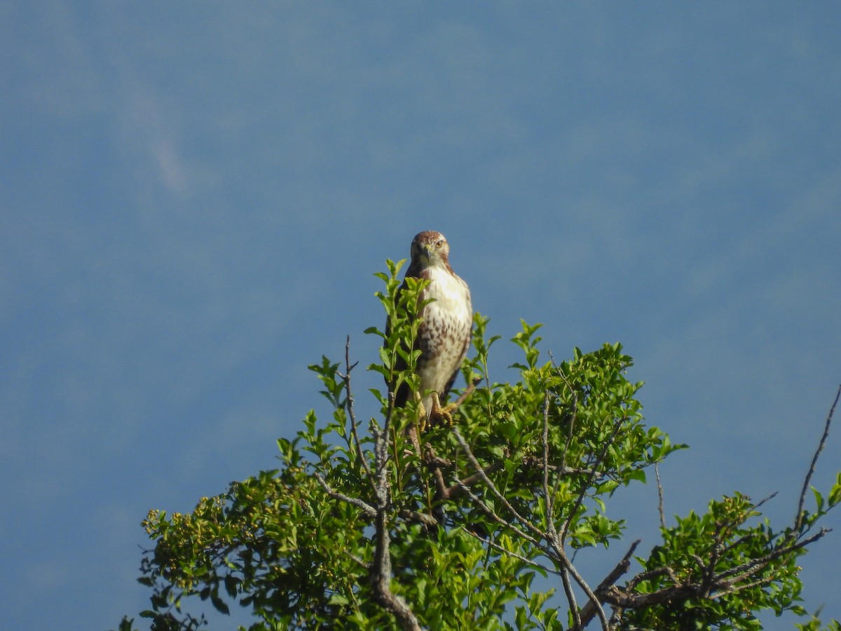 Red-tailed Hawk - Manuel Graniel