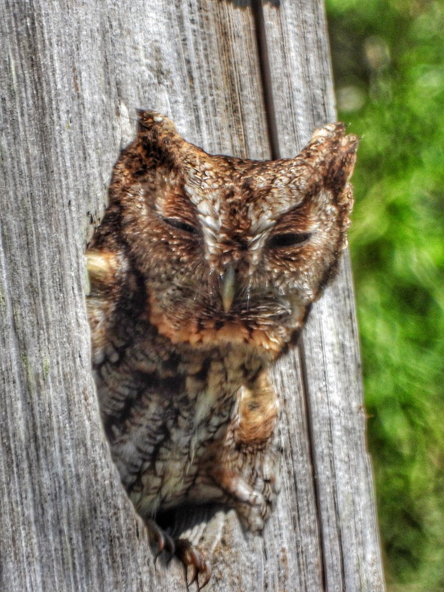 Eastern Screech-Owl - ML616694577