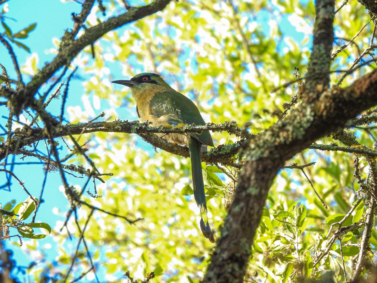 Motmot à tête bleue - ML616694608