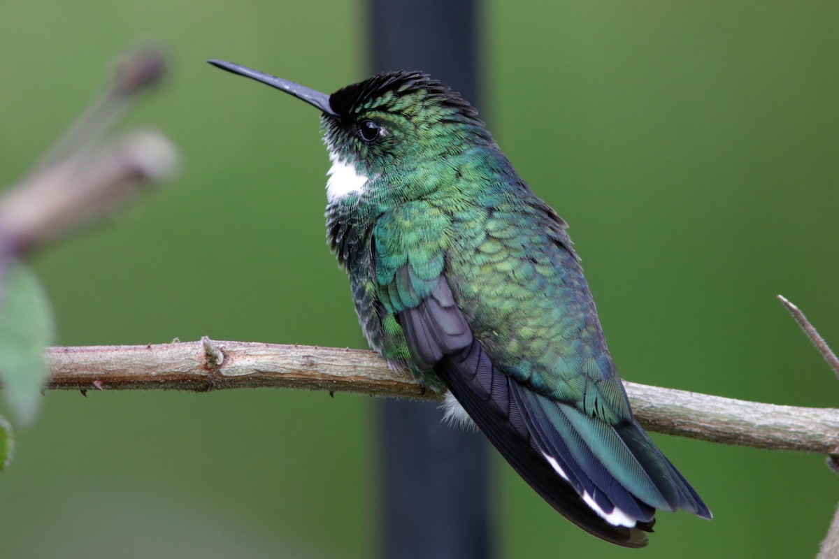 White-throated Hummingbird - Richard Dunn