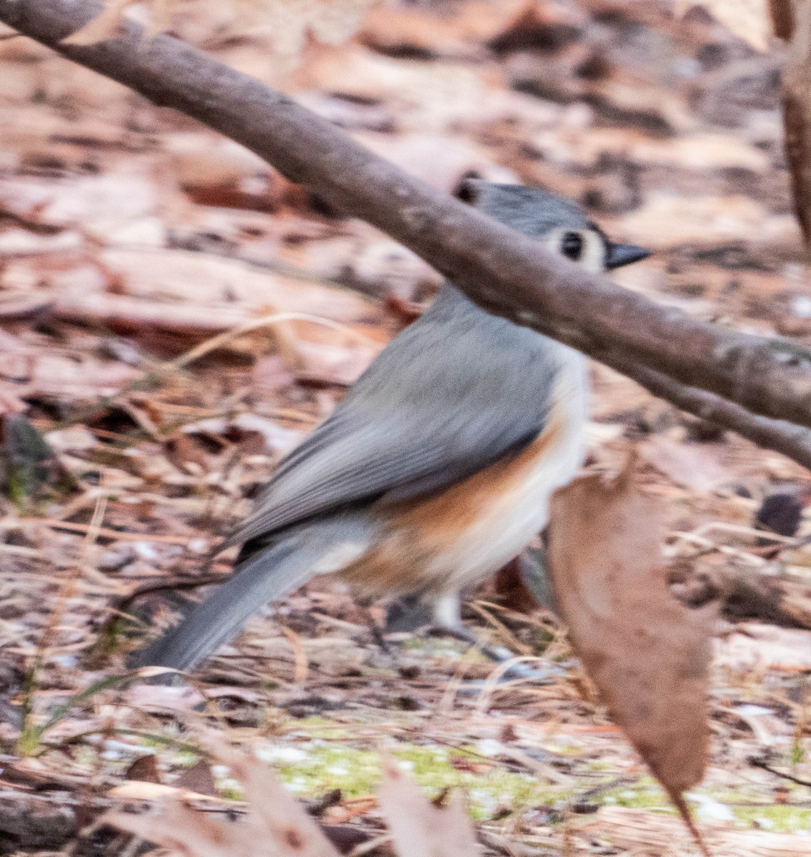 Tufted Titmouse - ML616694746