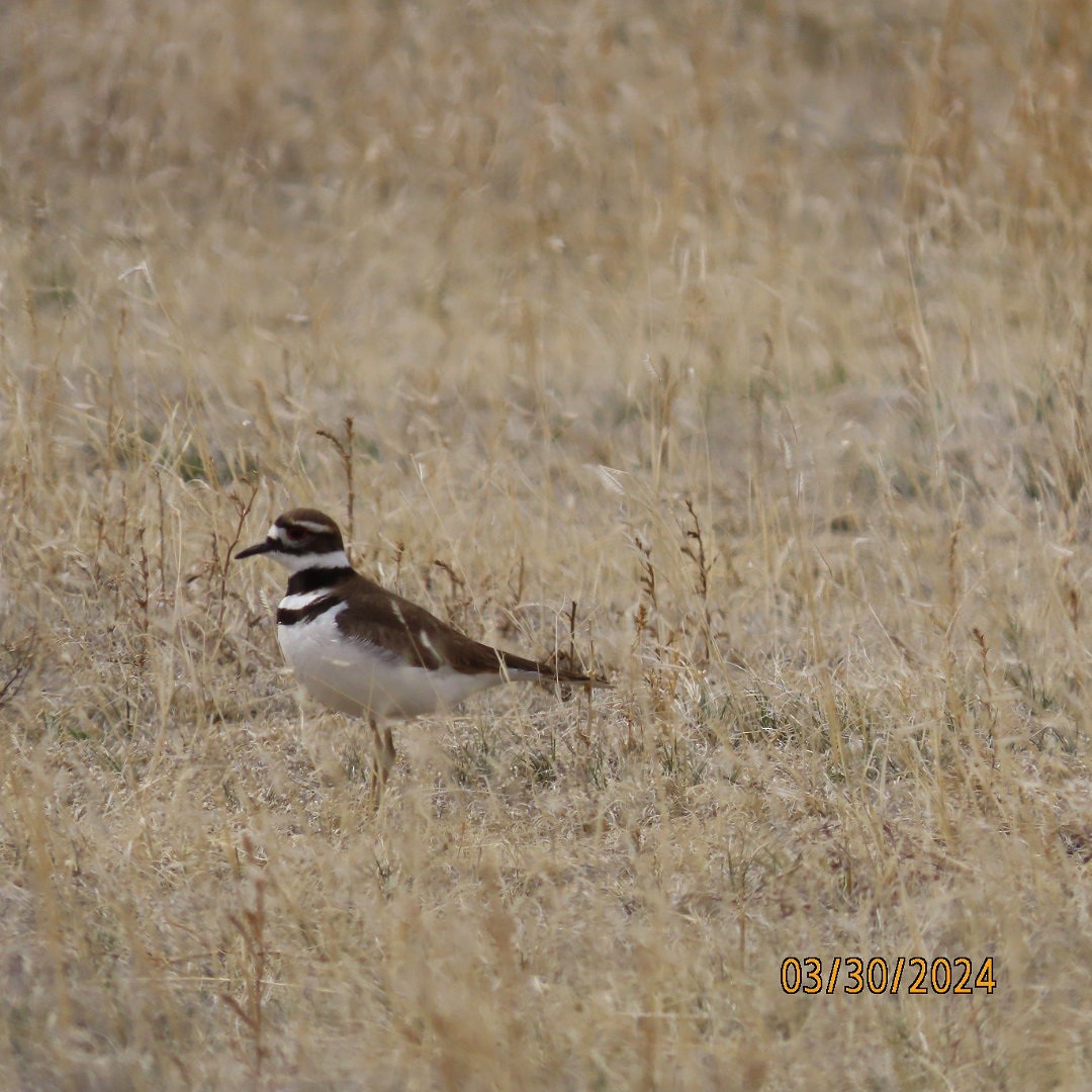 Killdeer - Anonymous