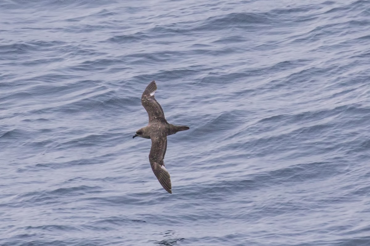 White-chinned Petrel - ML616694795