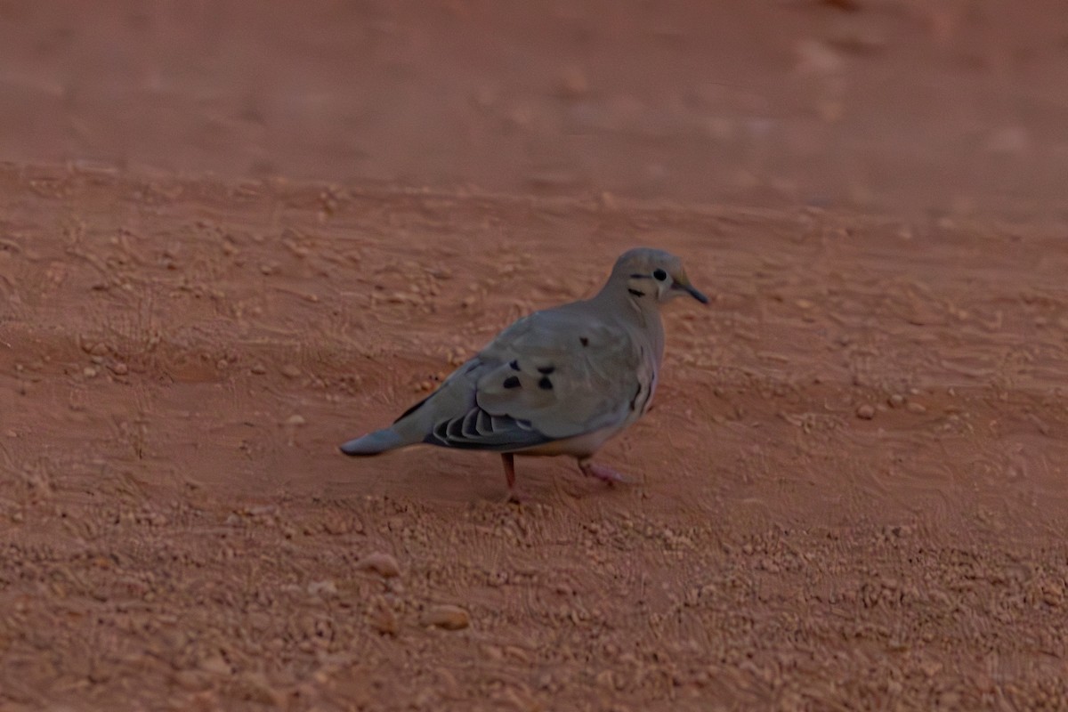 Eared Dove - Mason Flint