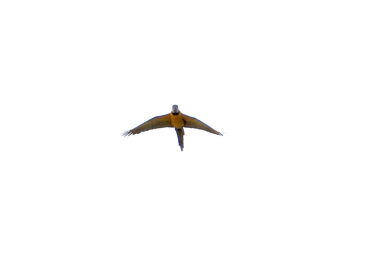 藍黃金剛鸚鵡 - ML616694915