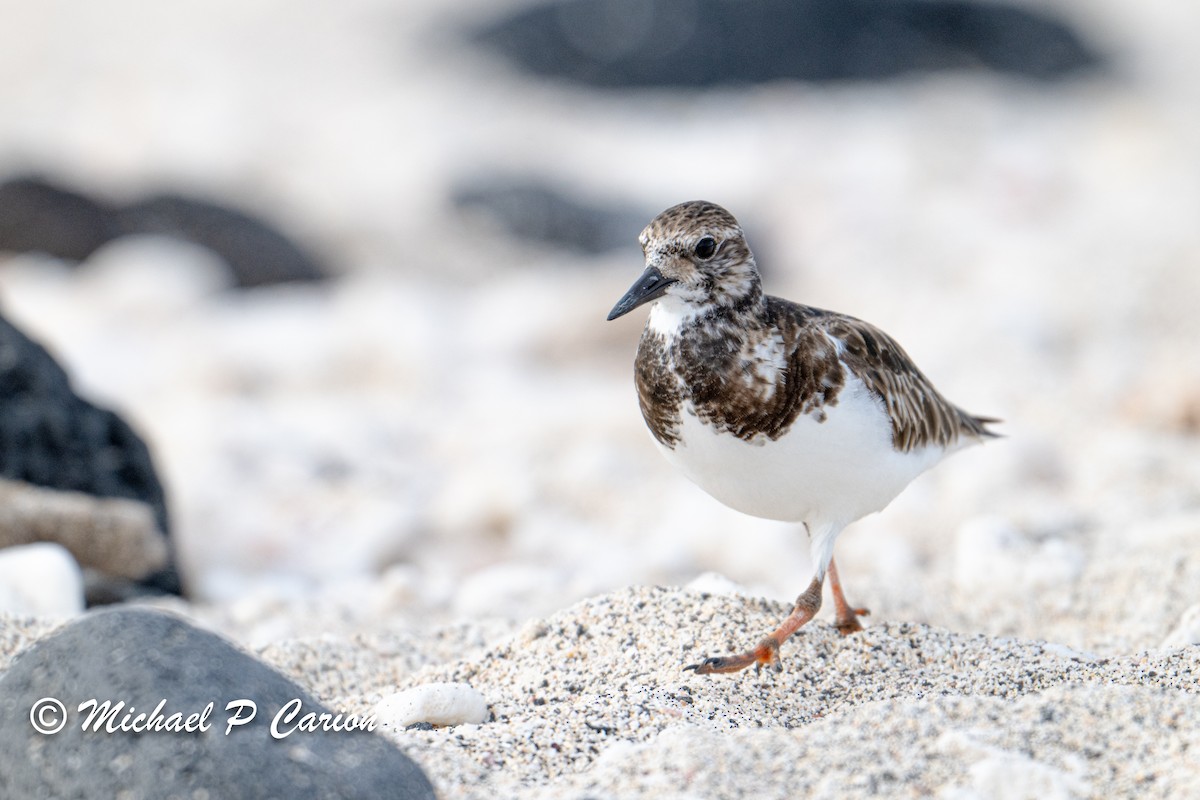 Ruddy Turnstone - ML616694961