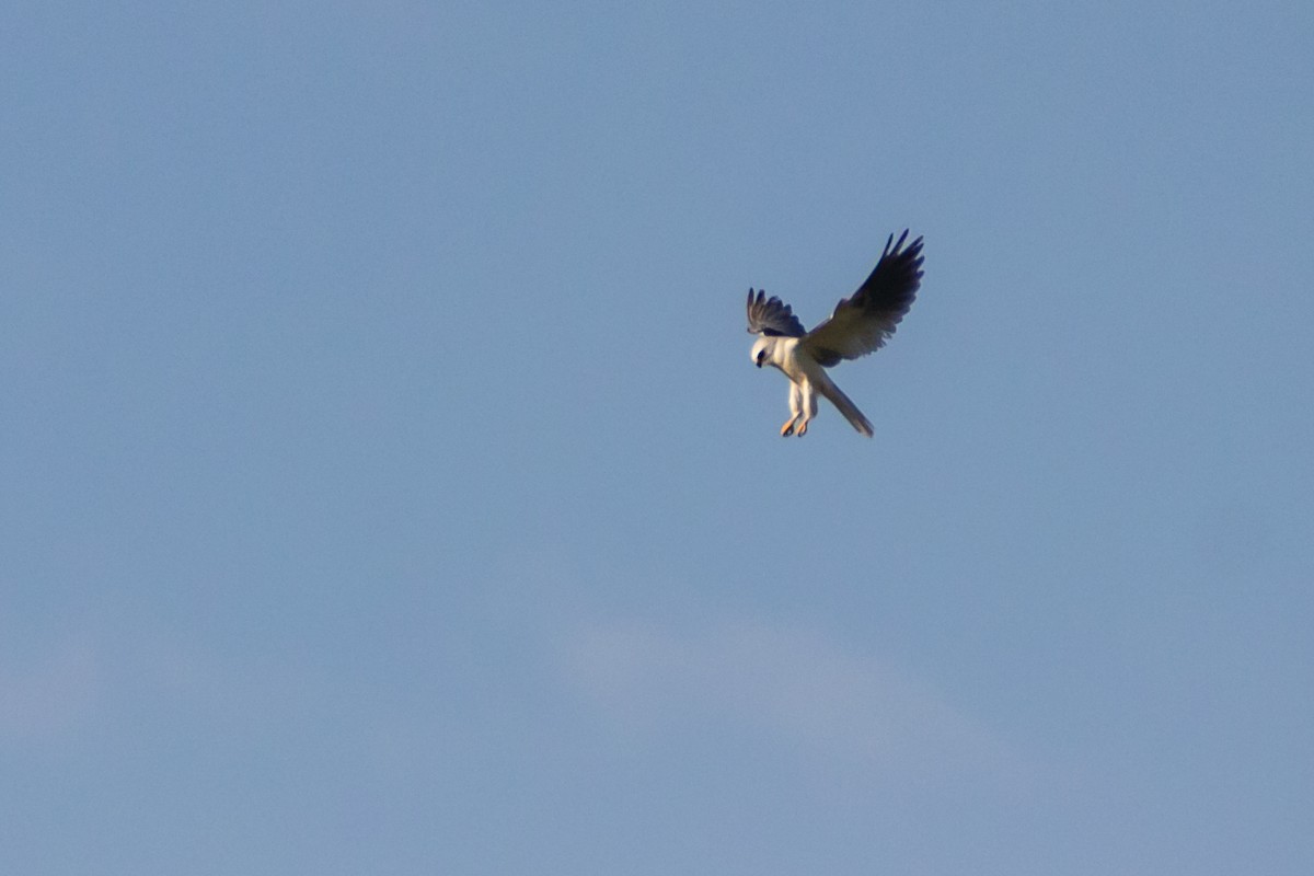 White-tailed Kite - Diego  Rodríguez