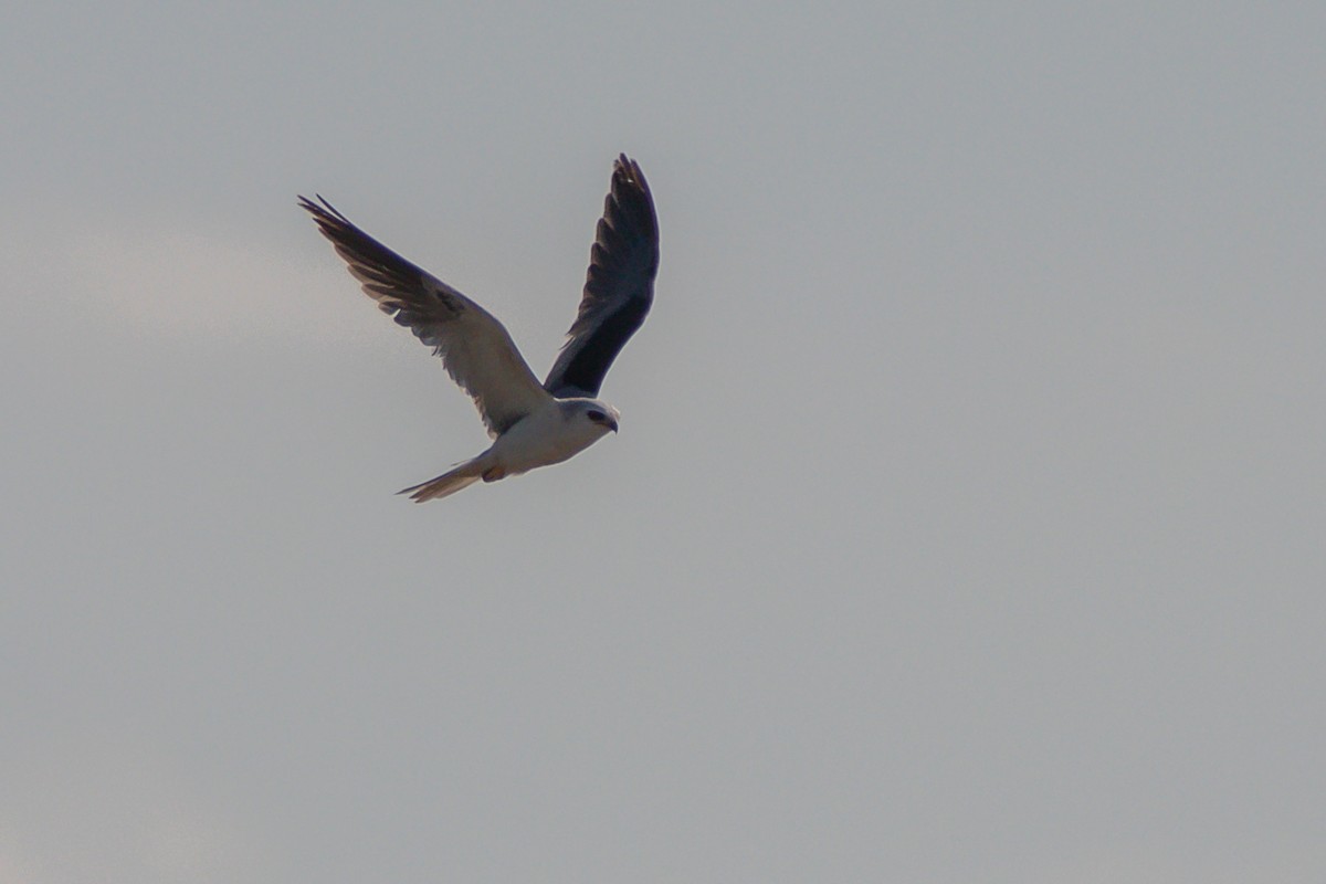 White-tailed Kite - Diego  Rodríguez