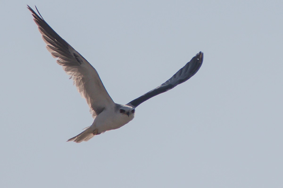 White-tailed Kite - Diego  Rodríguez