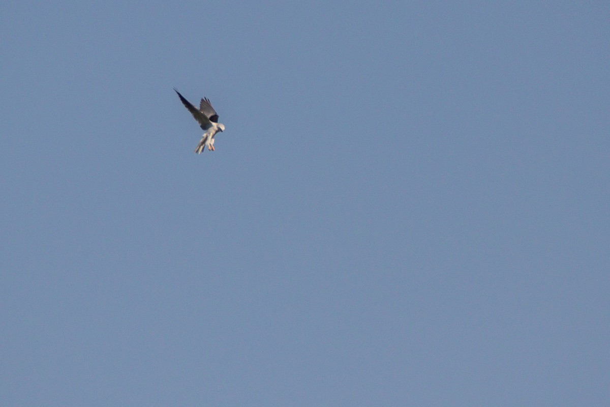 White-tailed Kite - Diego  Rodríguez