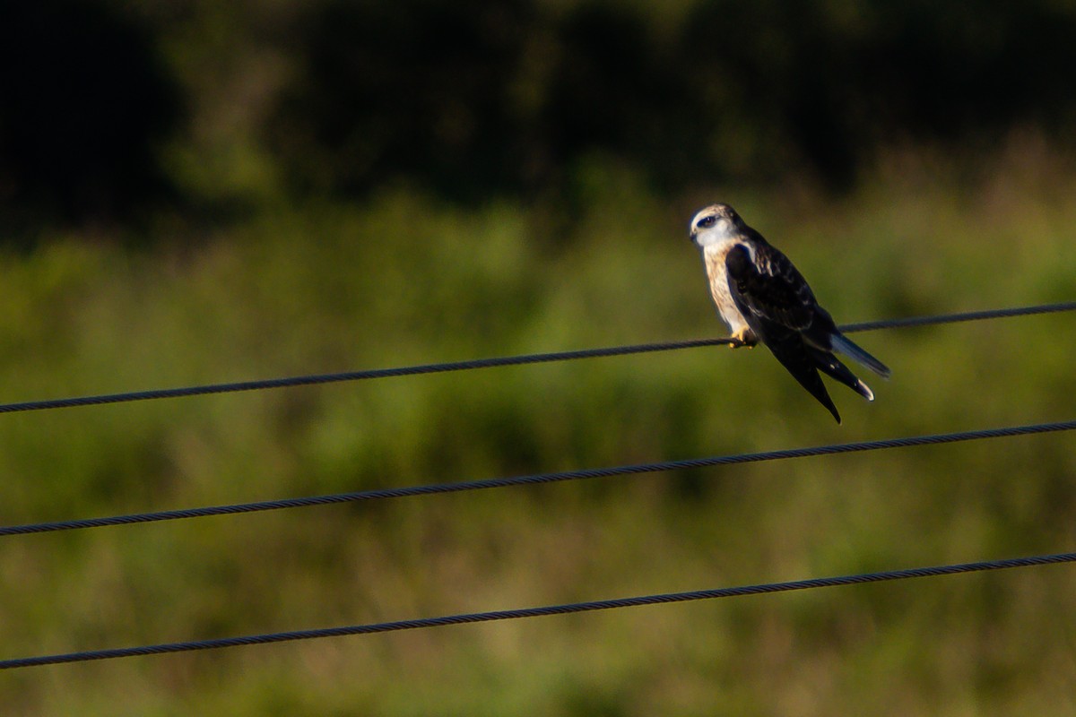 White-tailed Kite - ML616694978