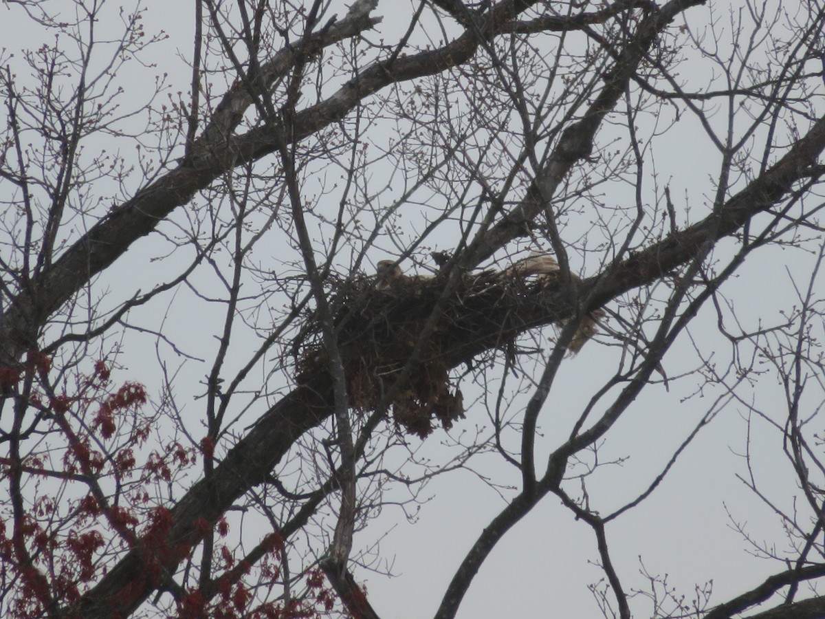 Red-tailed Hawk - ML616694995