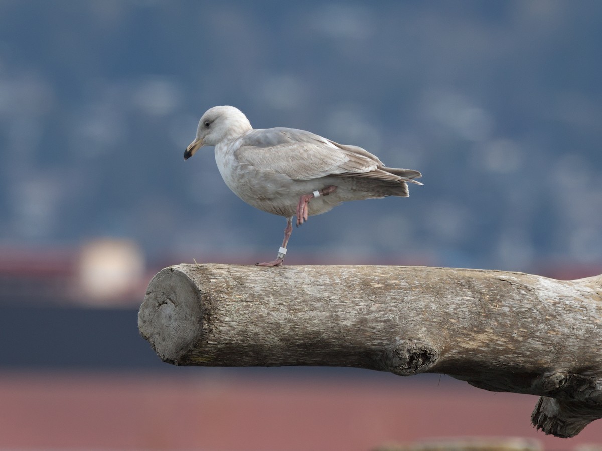 Western x Glaucous-winged Gull (hybrid) - Kevin Krebs