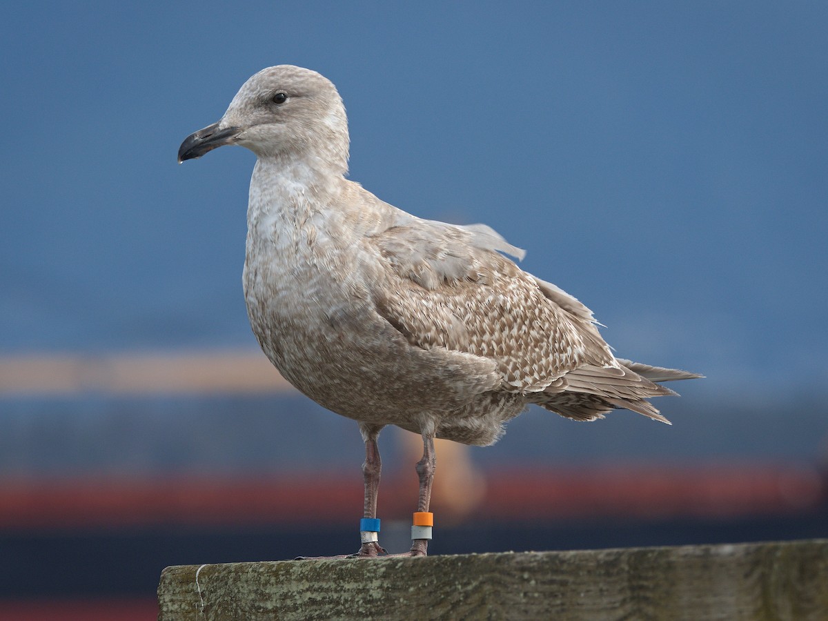 Western x Glaucous-winged Gull (hybrid) - Kevin Krebs