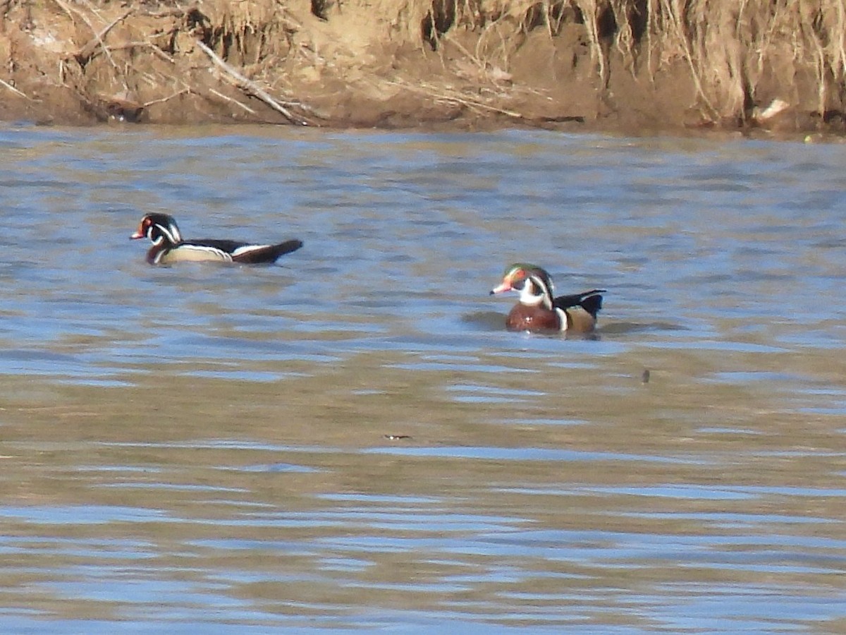 Wood Duck - ML616695013