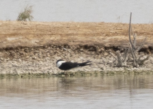 Водоріз американський - ML616695018