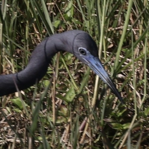 Little Blue Heron - ML616695059