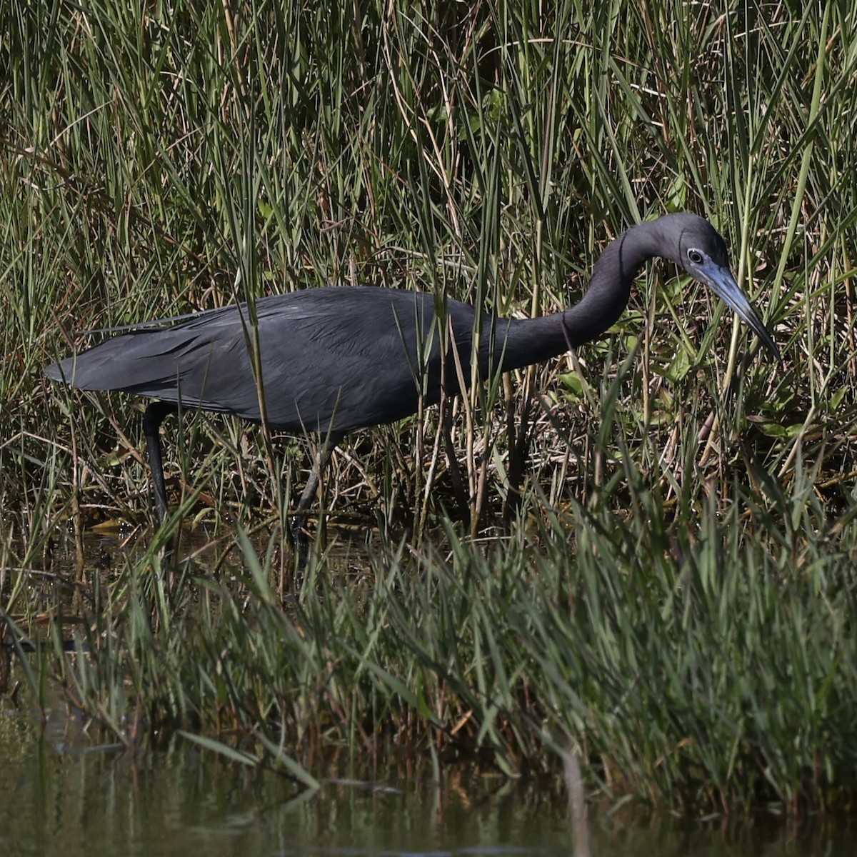 Little Blue Heron - ML616695060