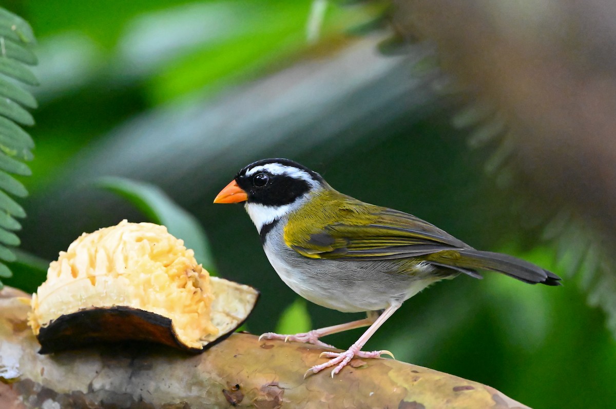 Orange-billed Sparrow - Dan O'Brien