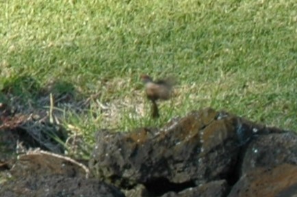 Common Waxbill - David Wheeler