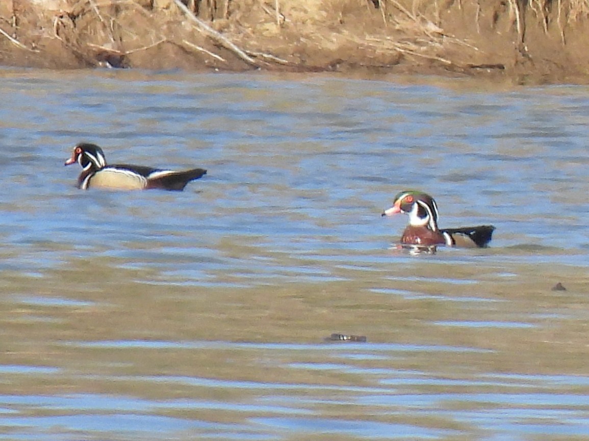 Wood Duck - ML616695119