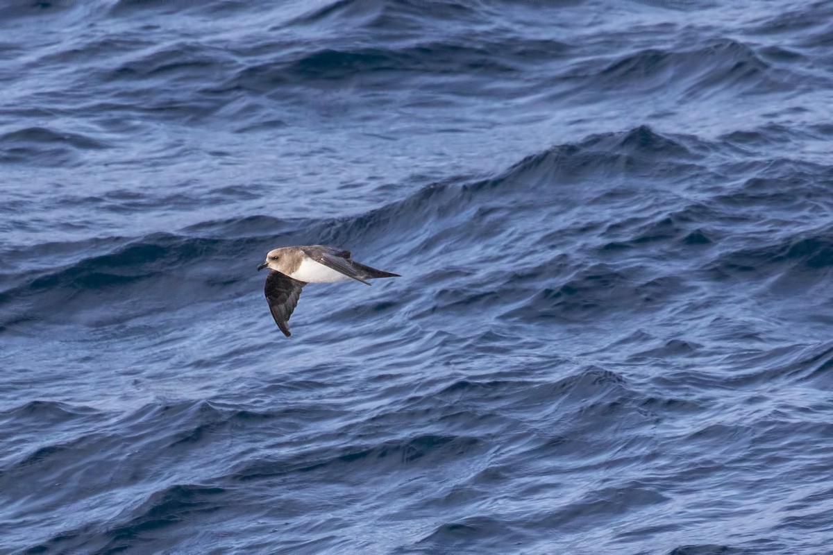 Atlantic Petrel - Simon Lane