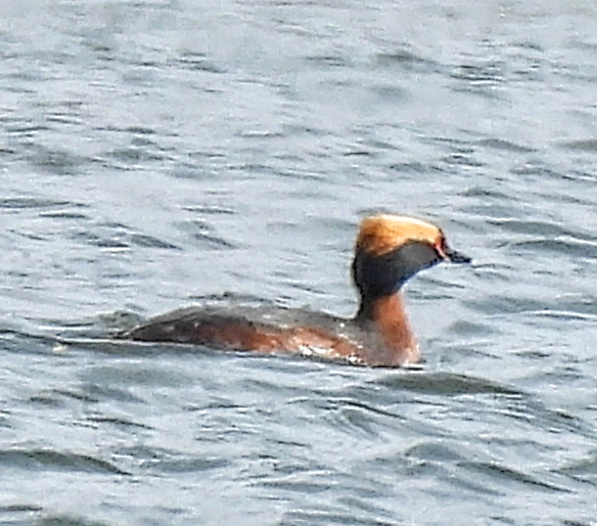 Horned Grebe - ML616695136