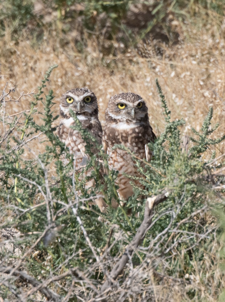 Burrowing Owl - ML616695181