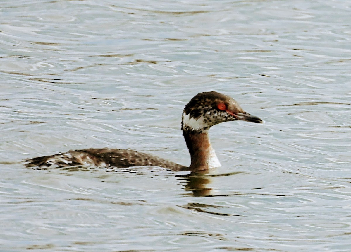 Horned Grebe - ML616695194