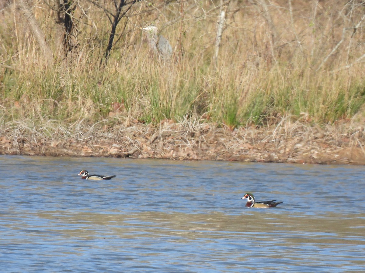 Wood Duck - ML616695202