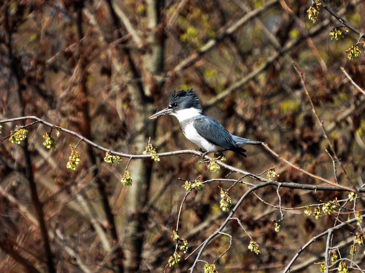 Belted Kingfisher - ML616695225