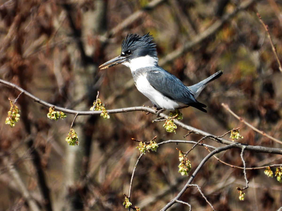 Belted Kingfisher - ML616695226