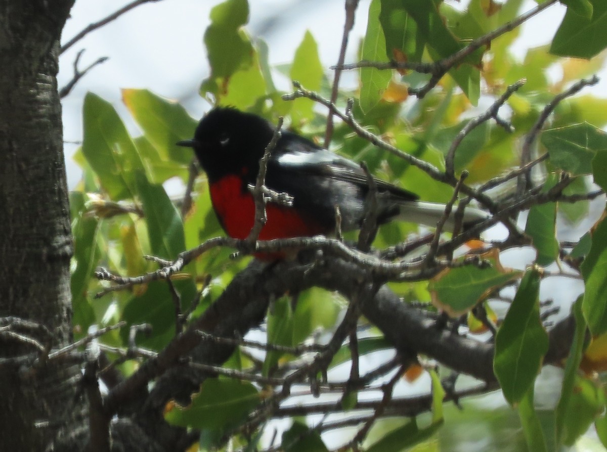 Painted Redstart - Byron Greco