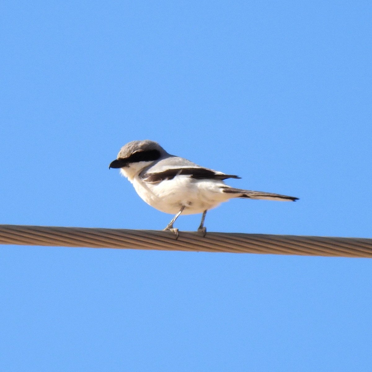 Loggerhead Shrike - Susan Kirkbride