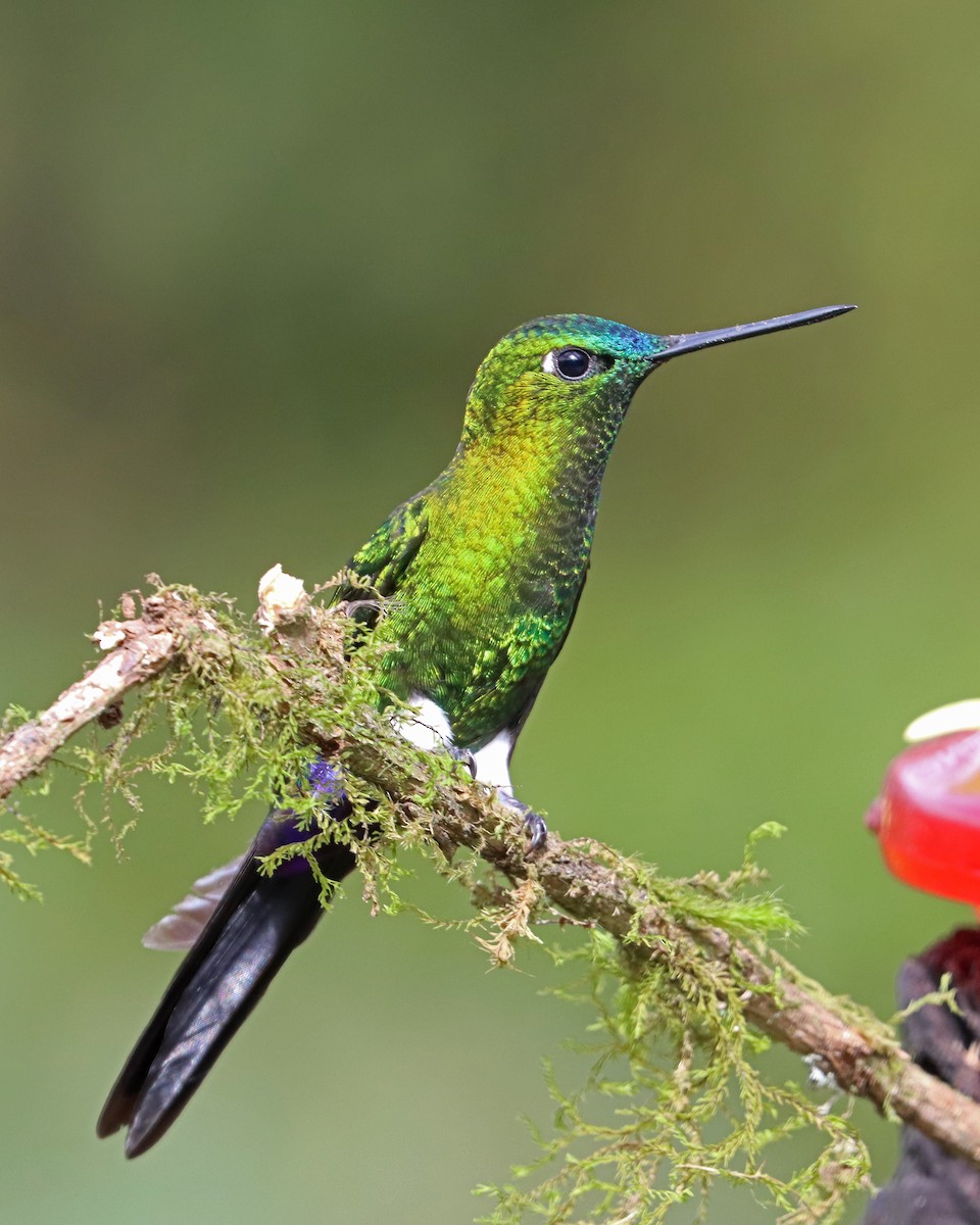 Sapphire-vented Puffleg (Sapphire-vented) - ML616695247