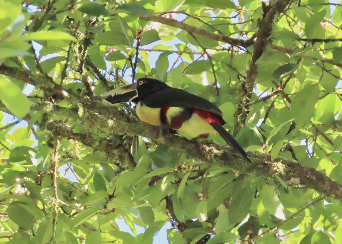 Collared Aracari - ML616695249