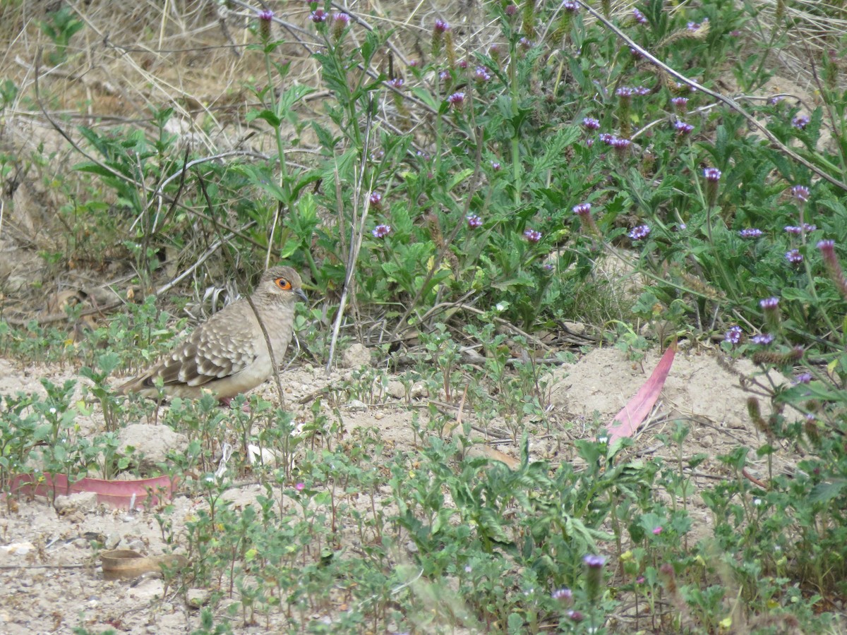 Bare-faced Ground Dove - ML616695267