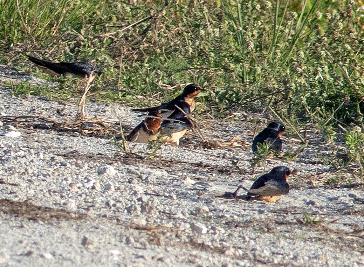 Barn Swallow - ML616695298