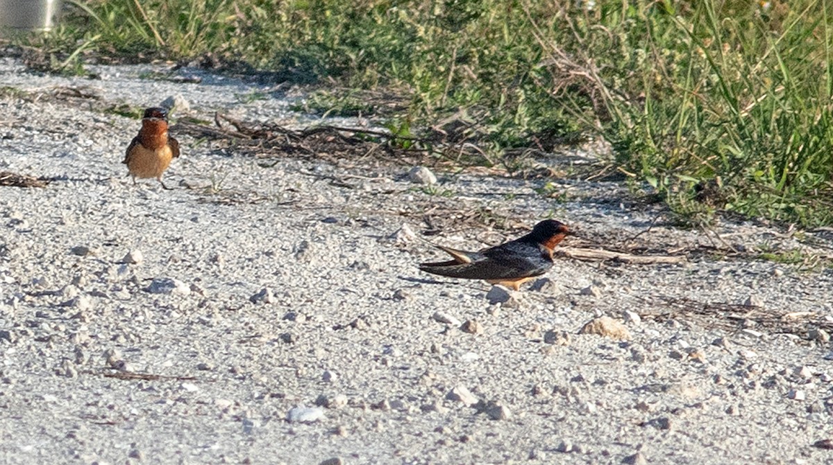 Barn Swallow - Mark and Holly Salvato