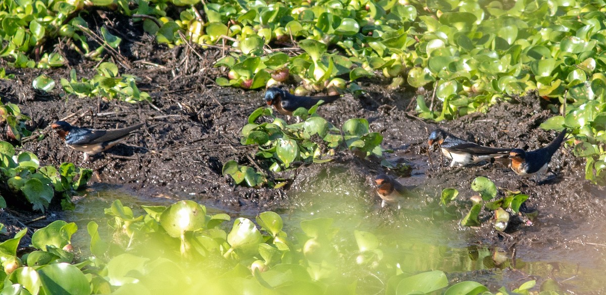 Barn Swallow - ML616695301