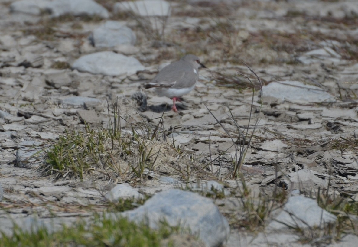 Magellanic Plover - Anonymous