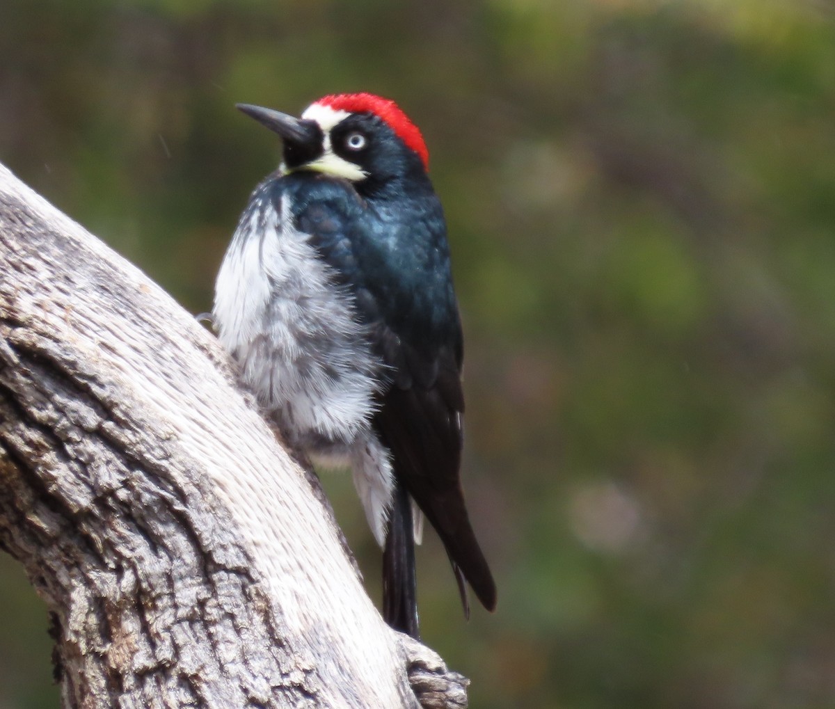 Acorn Woodpecker - ML616695309