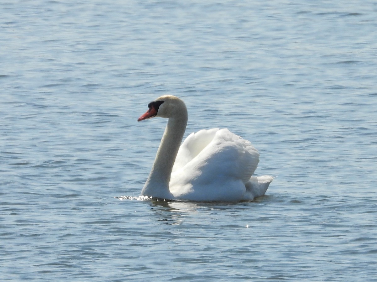 Mute Swan - ML616695312