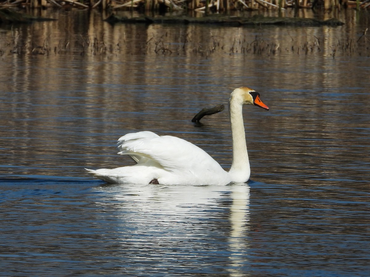 Cygne tuberculé - ML616695314