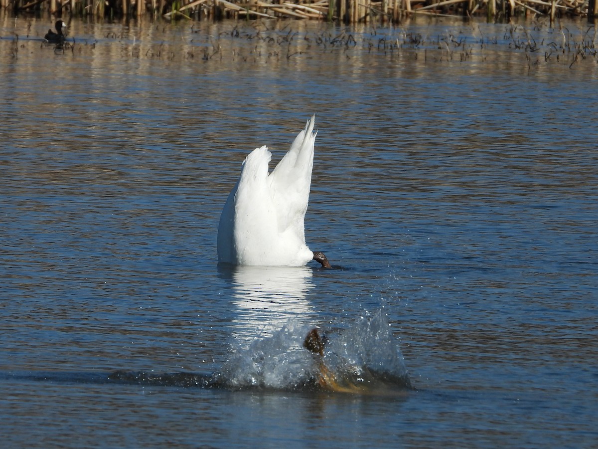 Cygne tuberculé - ML616695315