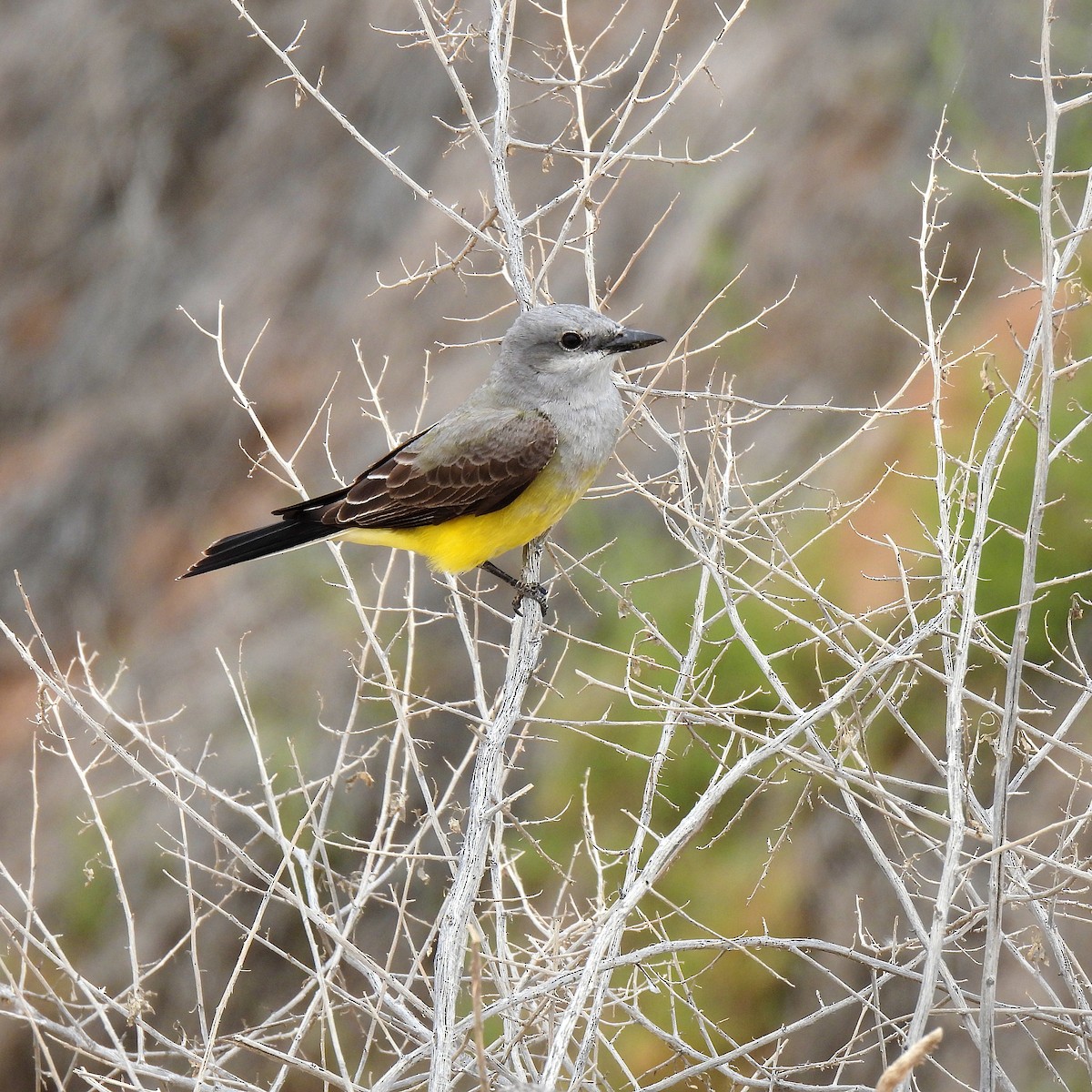 Western Kingbird - ML616695332