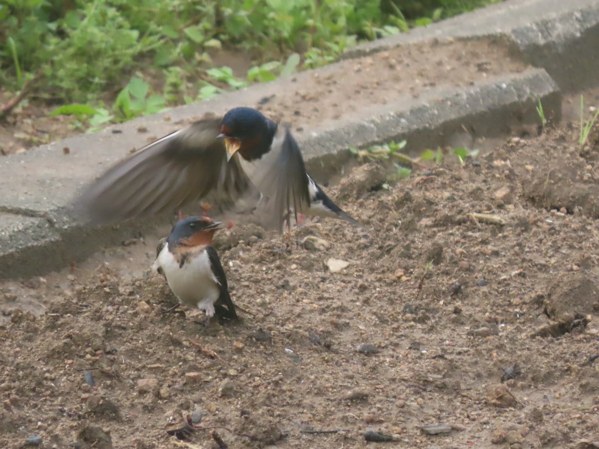 Barn Swallow - 鵂 劉