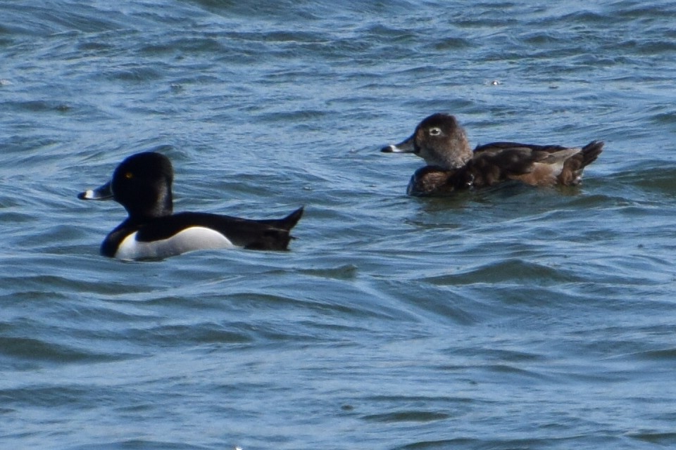 Ring-necked Duck - ML616695355